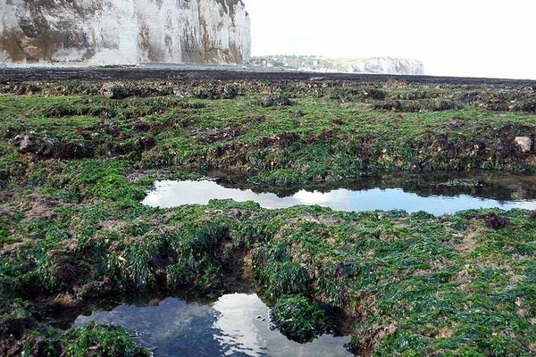 Littoral de  Seine-Maritime :  rochers près de Veulettes sur mer