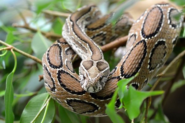 La vipère est le seul serpent vénimeux en France