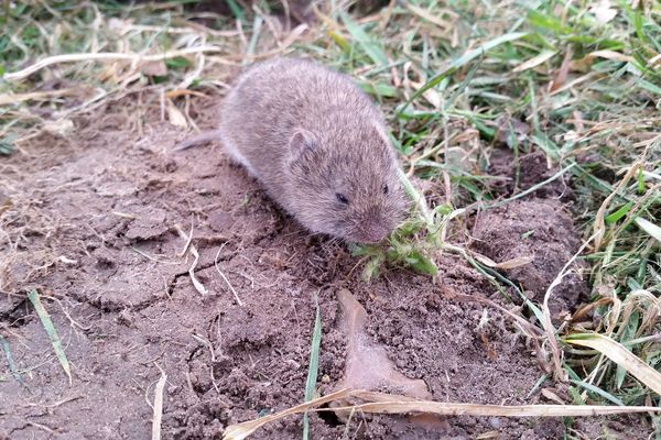 Le campagnol terrestre, également appelé rat taupier, est le repas favori des renards