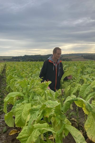 Année très humide pour le tabac atteint de maladies