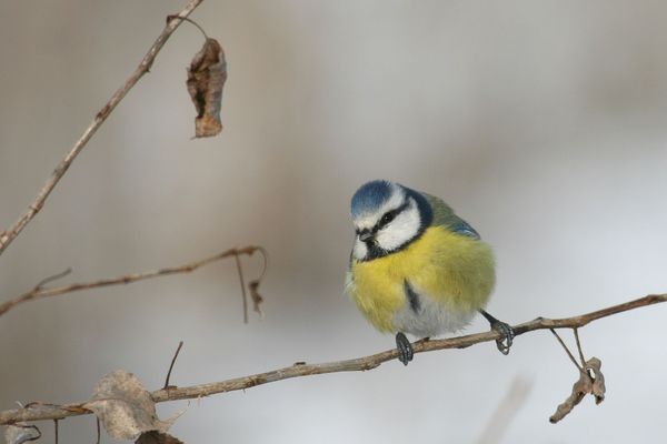 Une mésange bleue