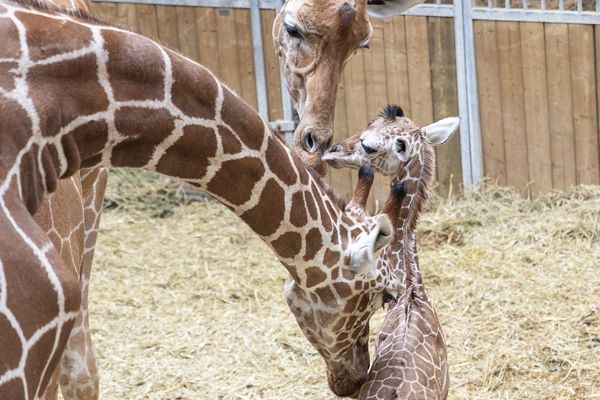 La petite nouvelles chez les girafes du zoo de Beauval, Kimia. 