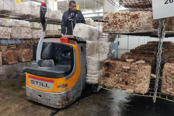 Harvesting shiitake.