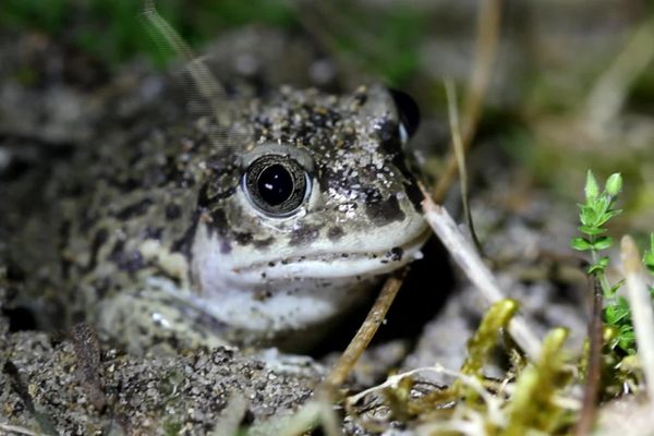 Le crapaud à couteaux est est une espèce menacée au niveau mondial. 