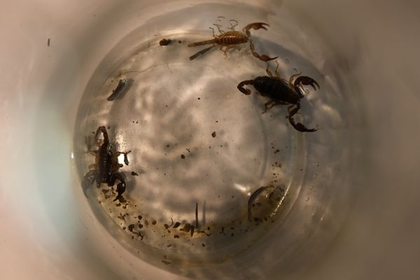 Trois des scorpions récupérés par les pompiers de la Haute-Marne.