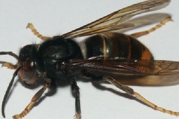 Le frelon asiatique, un prédateur des abeilles