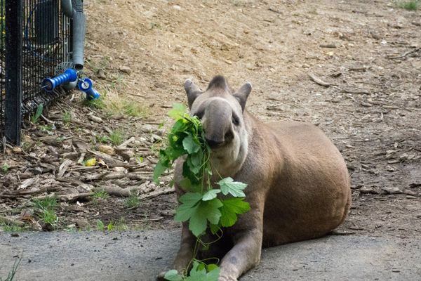 Le tapir, espèce proche des équidés et des rhinocéros, est strictement herbivore.