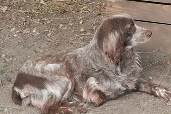 Un chien maltraité recueilli par le refuge de la SPA du Pian Médoc, en Gironde.