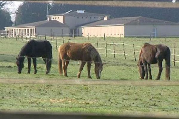 L'ancien propriétaire du haras est accusé d'avoir laissé mourir une trentaine d'animaux.