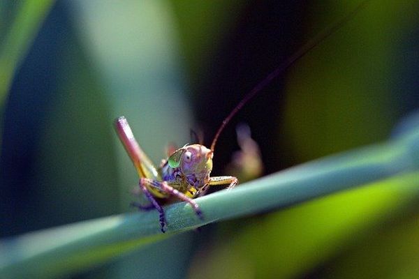 La rencontre du peuple de l'herbe