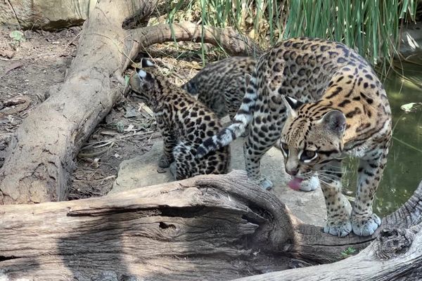 Le parc animalier de Sanary (Var) s'est adapté depuis 10 ans pour affronter les épisodes caniculaires et préserver ses pensionnaires.