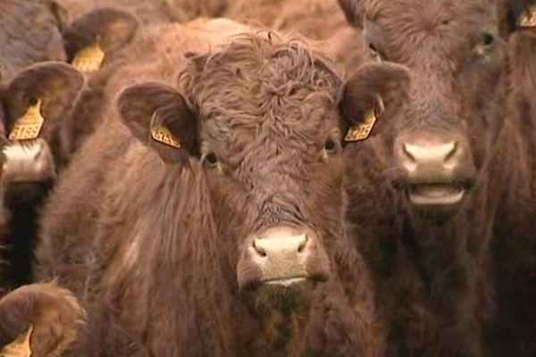 Une Salers "polled", c'est-à-dire sans cornes, issue d'un élevage du Cantal.