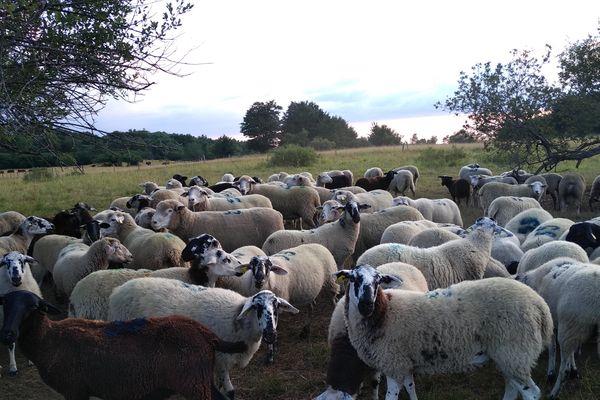 Les brebis de Michèle Boudoin paissent tout prêt du Puy de Dôme. Cette année, à cause du coronavirus et du confinement, cette éleveuse a du mal à vendre ses agneaux pour Pâques.