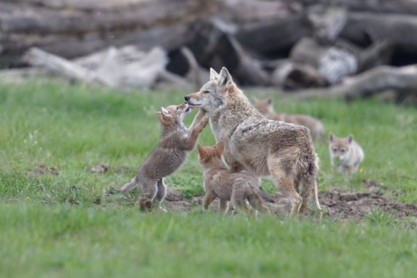 Deux mâles et deux femelles coyotes sont nés, il y a un mois, au Parc animalier de Sainte-Croix.