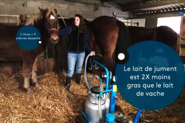 Le lait de jument est deux fois moins gras que le lait de vache.