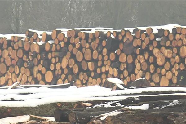 Chênes sous la neige en attente de découpe