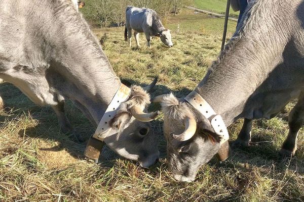 Saint-Benoît (Aude) - le bruit des cloches de ces vaches gasconnes "dérangent" des retraités voisins du pâturage. Ils ont porté plainte pour nuisance sonore - 2019.