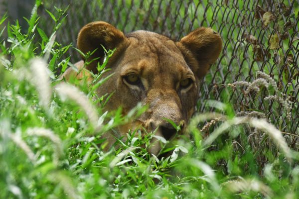 Une lionne du zoo de Zinarié, près de Ouagadougou au Burkina Faso.