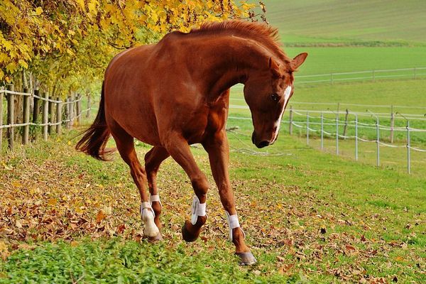 Cheval, automne