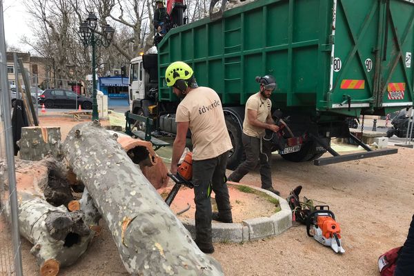 L'arbre malade mets entre deux et cinq ans à dépérir, parfois quelques mois seulement. C'est pourquoi une solution drastique est toujours appliquée : celle de l'abattage !