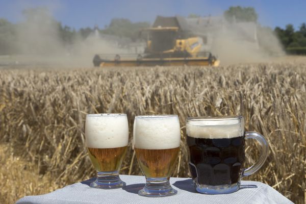  La France est le 1er exportateur mondial de malt. 15 % des bières brassées dans le monde le sont à partir d'orges de brasserie et de malts français.