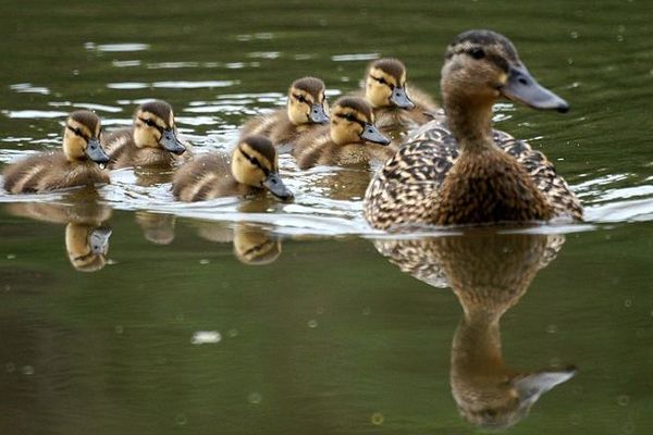 Mother and Baby Ducks