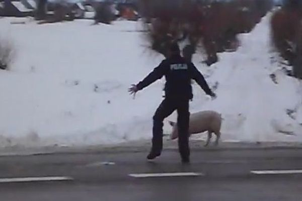 Les policiers exaspérés par le cochon fugueur