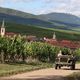 Le vignoble alsacien va être amené à s'adapter au cours des prochaines décennies.