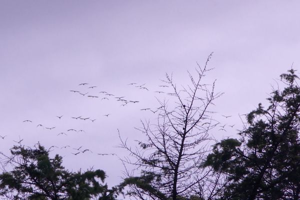 Limoges : le passage des grues samedi 22 octobre 2022