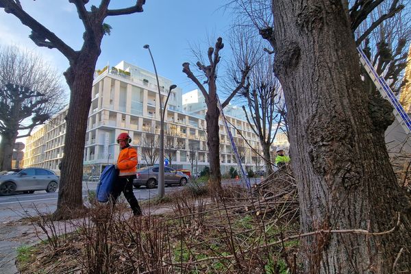 Suite à la rupture d'une branche, un agent de la ville a chuté du haut d'un arbre boulevard de la Paix.