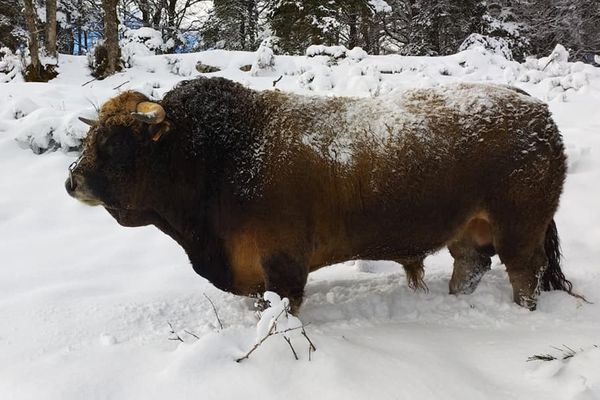 Owen, taureau de race Aubrac, à quelques jours de son départ pour le Salon de l' Agriculture