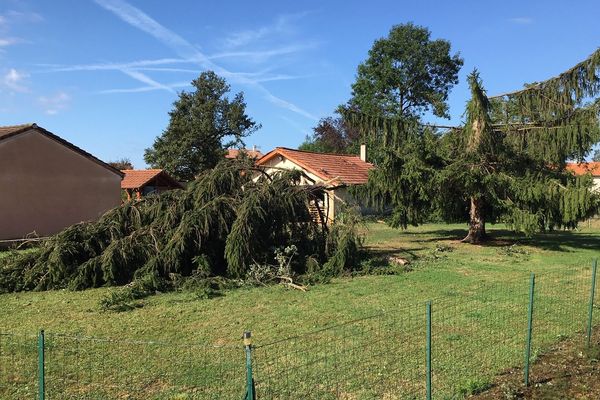 Des arbres coupés en deux par l'orage dans la commune de Mézériat (Ain) 