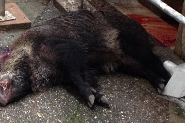 Dangereux, l'animal qui errait au centre ville est finalement abattu.