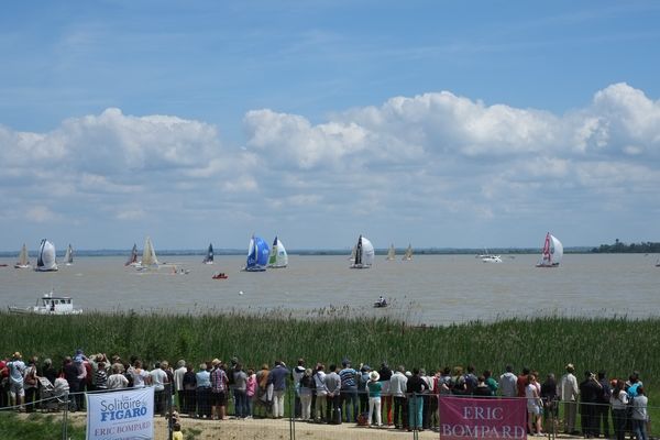 La flotte des Figaro sous spi devant Pauillac