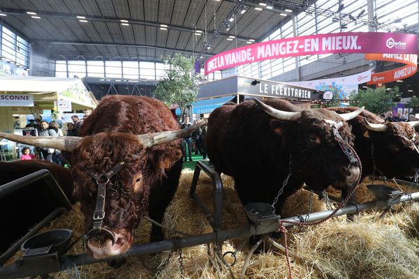 Vaches de race Aubrac lors de la dernière édition du Salon International de l'Agriculture en février 2020.