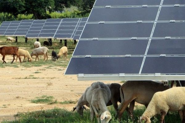 Les brebis au milieu des panneaux solaires, à Ortaffa