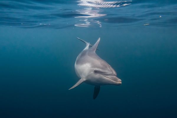 Le dauphin n'a pas peur de l'objectif du photographe.