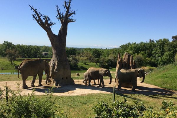 "Soigneur d'un jour" est une expérience qui permet de plonger dans l'intimité des éléphants 