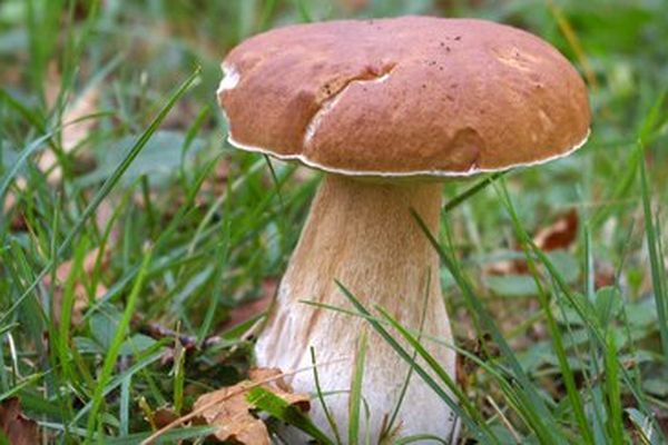 Peu de cèpes de Bordeaux dans les forêts de la Chaise-Dieu (43). Mais les rares spécimens trouvés par les cueilleurs sont très sains. 