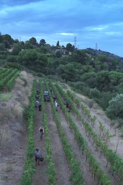 Les vendanges ont commencé au début du mois d eseptembre 2024 dans le domaine de Bellet.