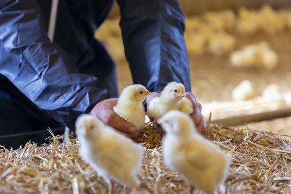 4000 poussins ont péris dans les flammes