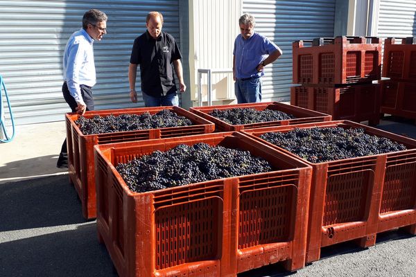 Ce sont les pionniers des vendanges cette année : récolte à Saint-Pey-Génissac