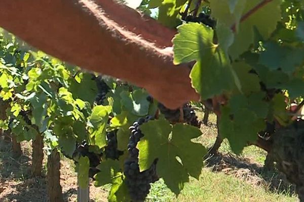 Vendanges à la main dans une parcelle des Fiefs Vendéens