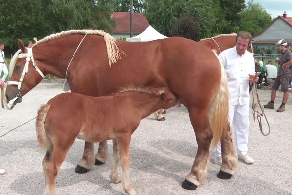 Cette année, la saison se déroule dans un contexte particulier : les organisateurs n’ont pas reçu les subventions gouvernementales permettant l’organisation des concours des chevaux de traits comtois.