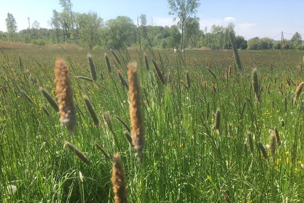 Plantes de prairie.