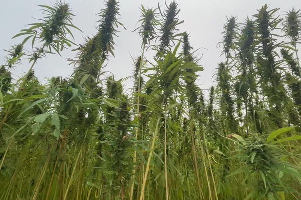 Le chanvre est cultivé actuellement par une dizaine d’agriculteurs autour de Poitiers.