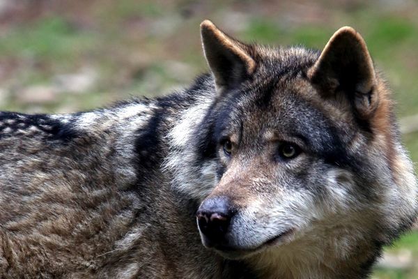 Un loup en captivité (image d'illustration).