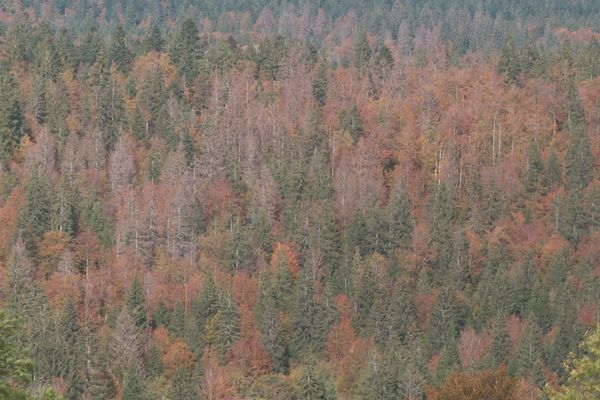 La forêt du Haut-Doubs aux couleurs de l'automne mais aussi des arbres ravagés par les scolytes.