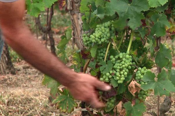 Vignes dans le nord Gironde