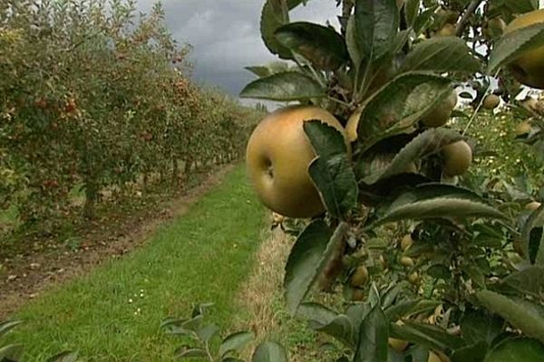 La récolte de pommes pour l'année 2012 est médiocre.